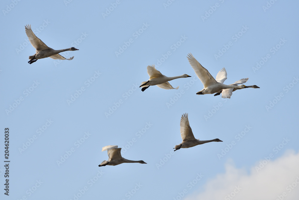 Obraz premium Cygnus columbianus in Japan