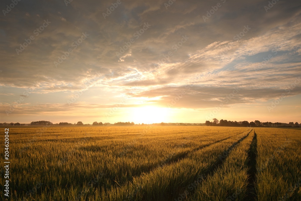 Sunrise over a field of grain 