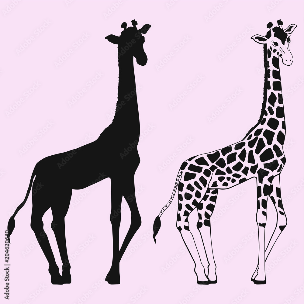 Naklejka premium Giraffe vector silhouette isolated