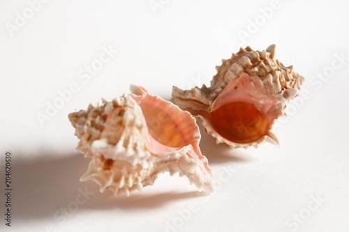 white-pink sea shells