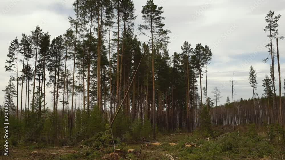 Felling. Sawn tree falling.