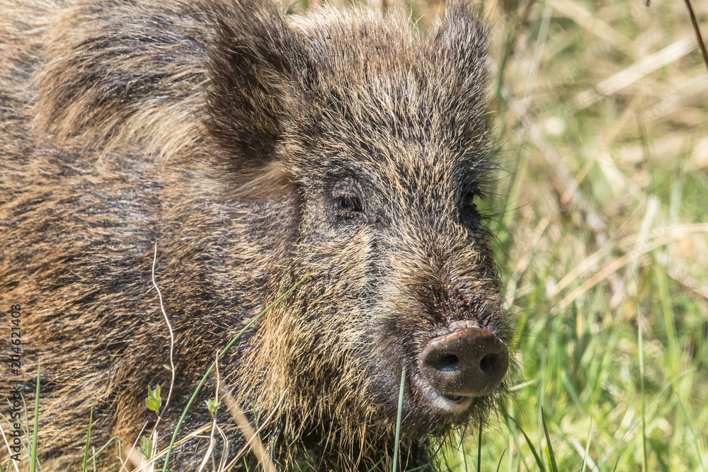 wildschwein