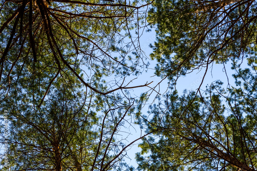 Fototapeta premium Tall pine trees in a forest on spring. Looking up concept