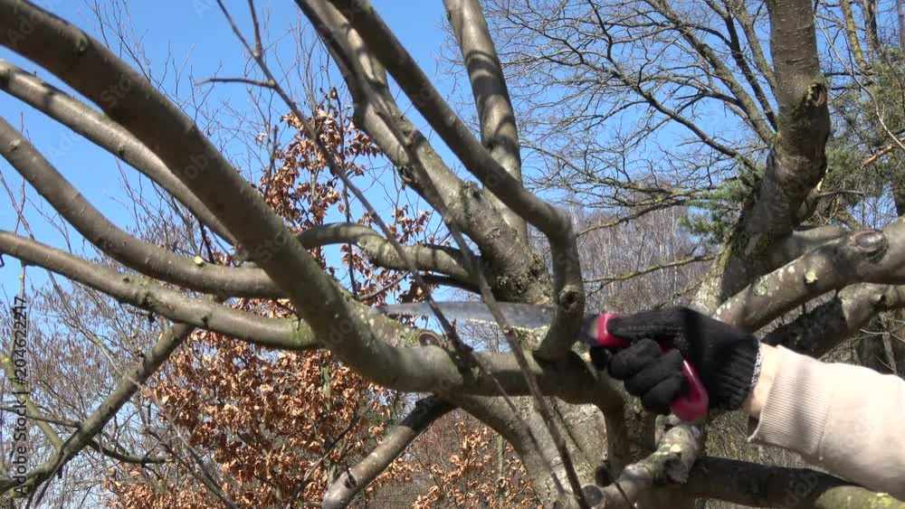Farmer Gardener cut apple tree branch in early spring 

