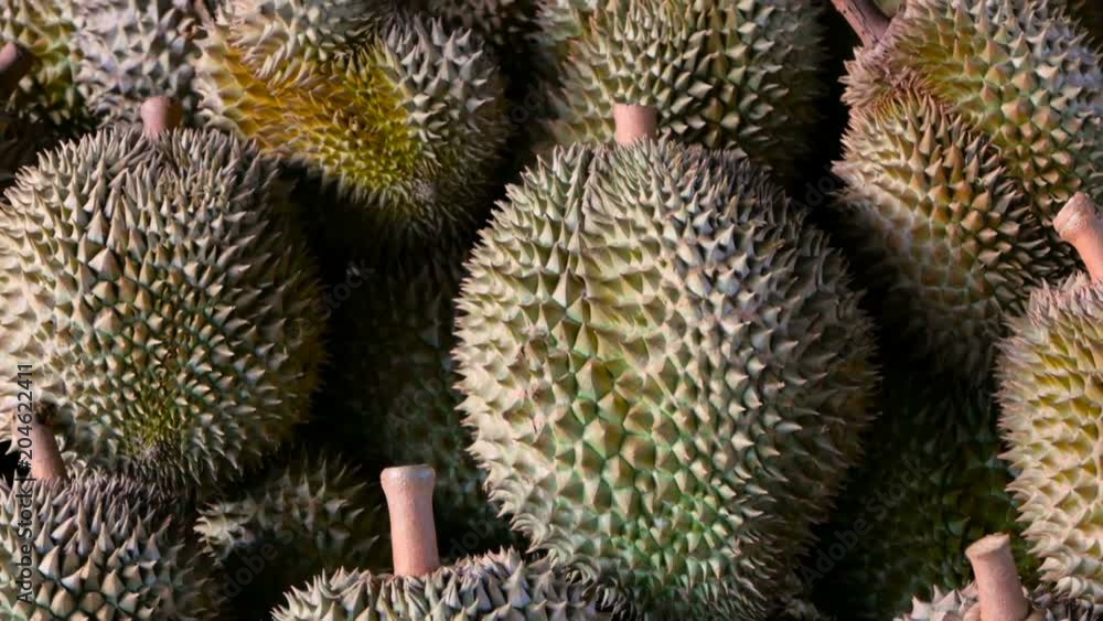 Asian king of fruits Durian is on the counter in the night market in Thailand. Durians are very large and the price is expensive. Exotic tropical fruit with green and prickly flesh has unusual taste. Asian king of fruits Durian is on the counter in the night market in Thailand. Durians are very large and the price is expensive. Exotic tropical fruit with green and prickly flesh has unusual taste.