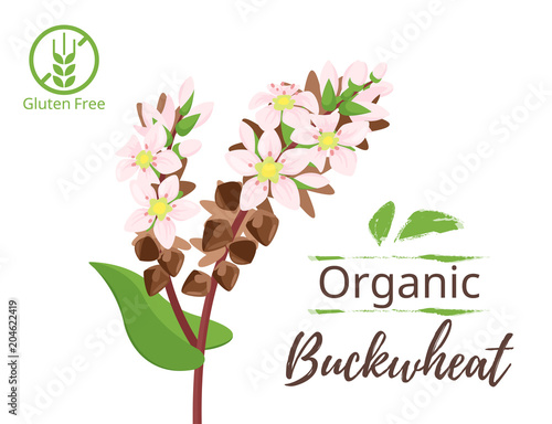  illustration of cereals - buckwheat