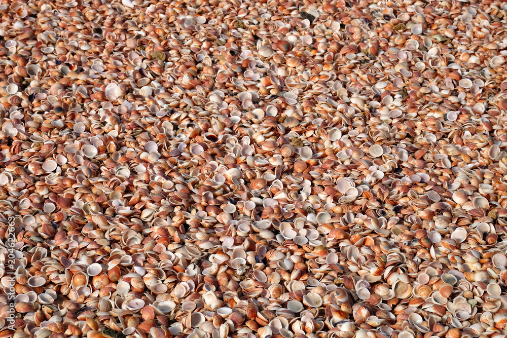 Palmachim pink sand beach forming from seashells. Palmachim pink sand beach forming from seashells.