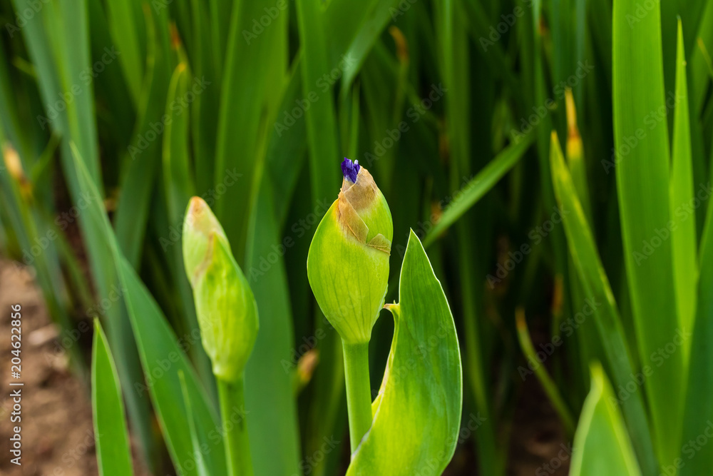 signs of spring are the first iris blossoms peaking out signs of spring are the first iris blossoms peaking out