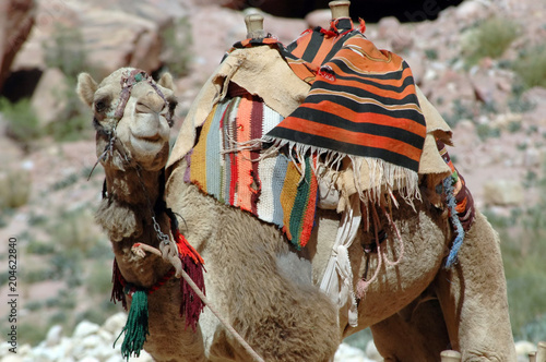 Pétra, site archéologique, dromadaires et chameaux de la cité Nabatéenne, Jordanie