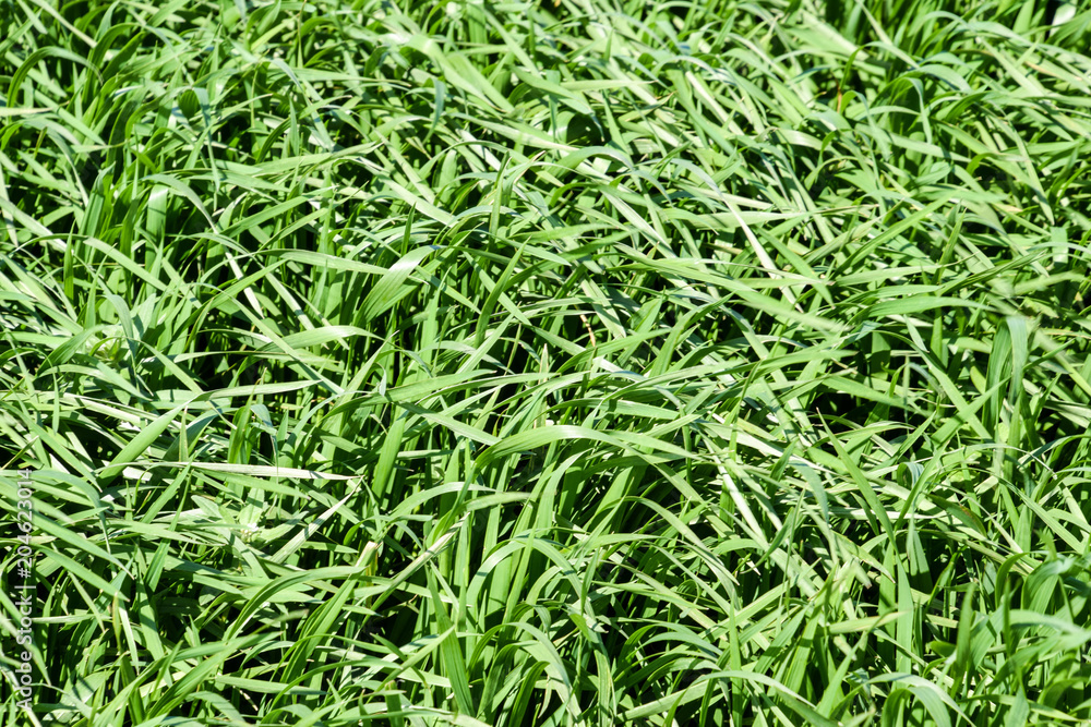 Young wheat green on the field, background texture of grass. Young wheat green on the field, background texture of grass.