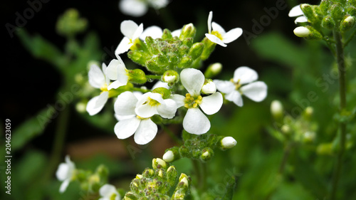 Anemone Narcissiflora photo