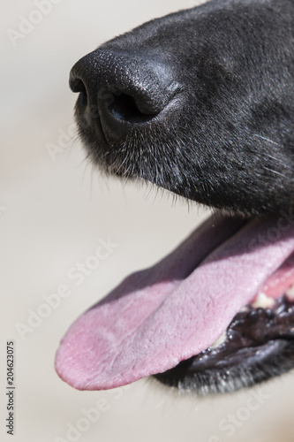 Detail of the muzzle and tongue of a black adult dog.
