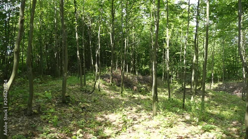 ax flies in the woods ax flies in the woods