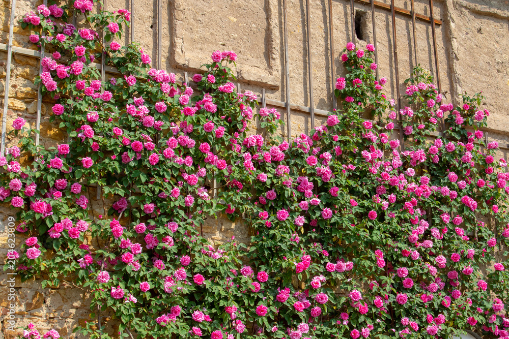 Pink blooming roses on a old wall in the summer