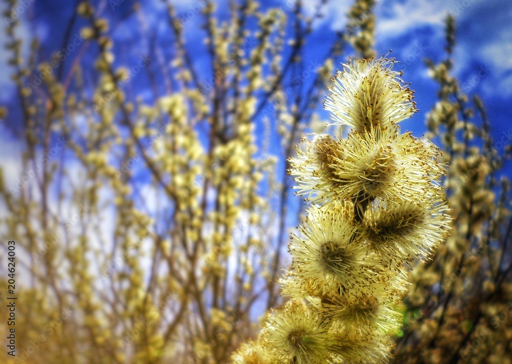 Obraz premium Springtime nature tree and leafs