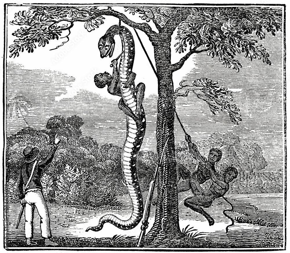 Naklejka premium Killing a monstrous serpent in South America (from Das Heller-Magazin, November 29, 1834)