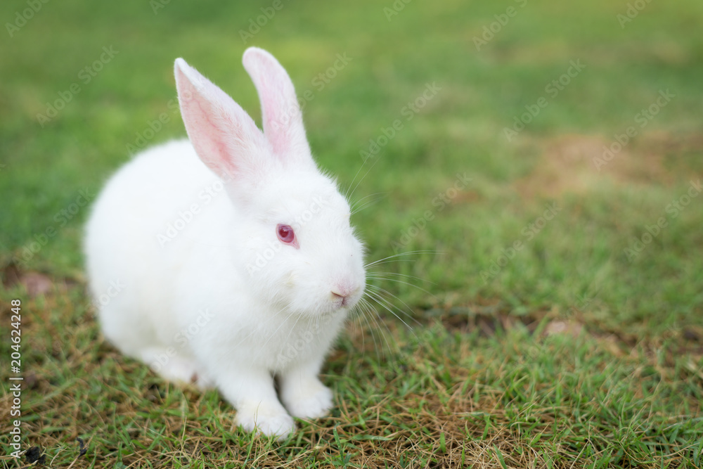 This is a rabbit sitting on green grass This is a rabbit sitting on green grass