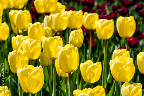 Yellow and red tulips on a flower bed in the contour sunlight. Shallow depth of field.