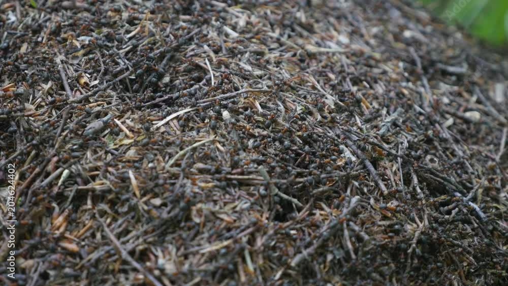 Ants nest. Fire ants crawling on the ant hill in the woods Ants nest. Fire ants crawling on the ant hill in the woods