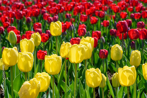 Fototapeta Naklejka Na Ścianę i Meble -  Yellow and red tulips on a flower bed in the contour sunlight. Shallow depth of field.