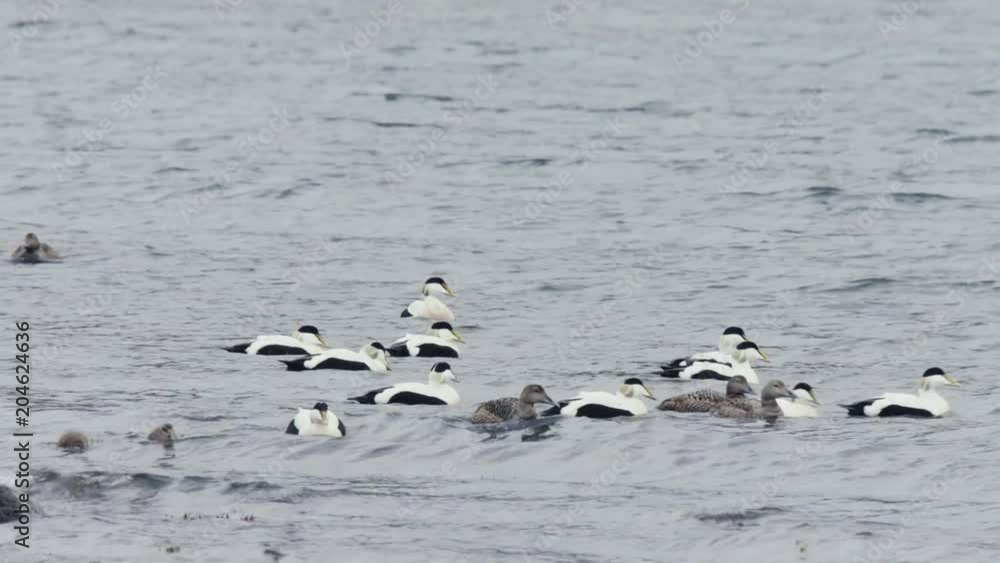 eiders en islandia eiders en islandia