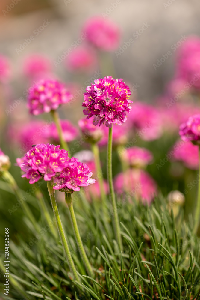 Armeria flower in the rock garden in backlight Armeria flower in the rock garden in backlight