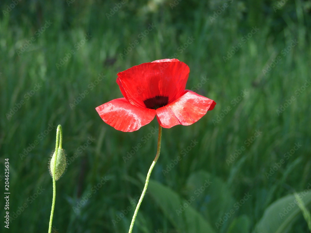 Naklejka premium poppy