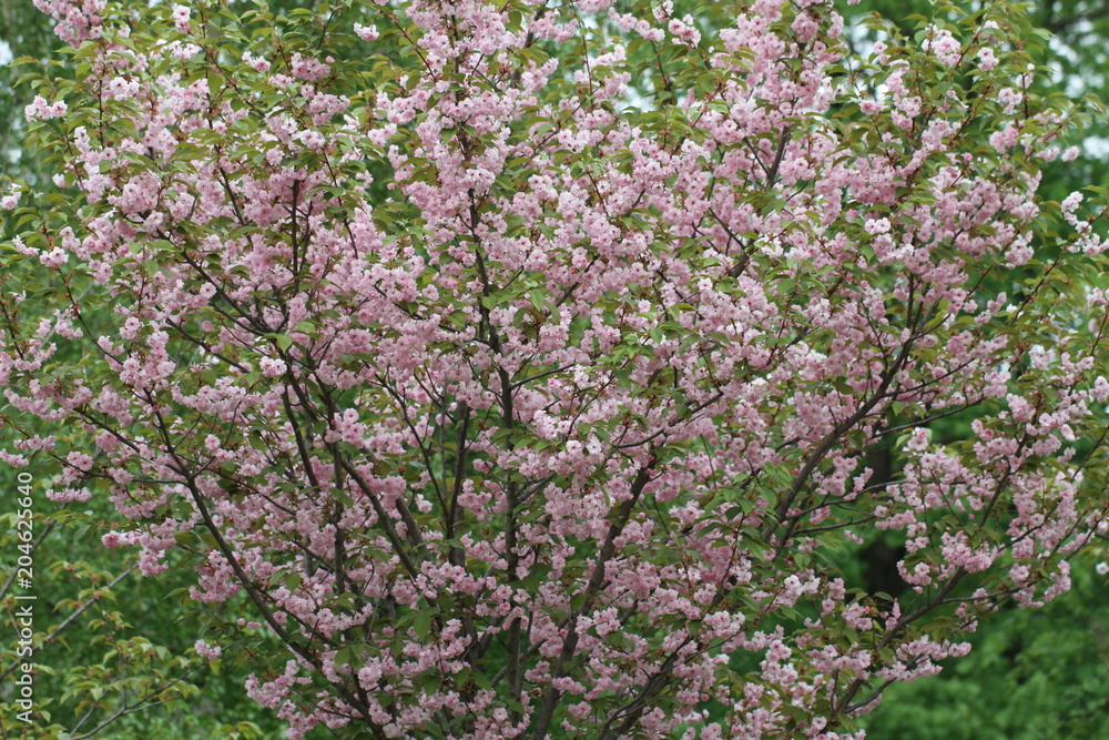 sakura in bloom