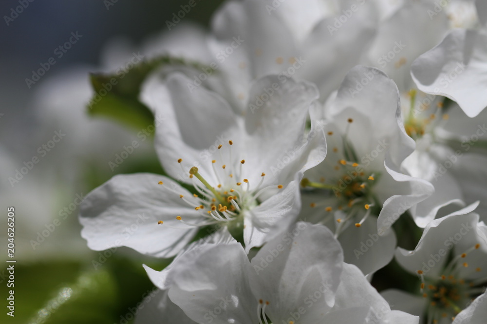 cherry in blossom cherry in blossom