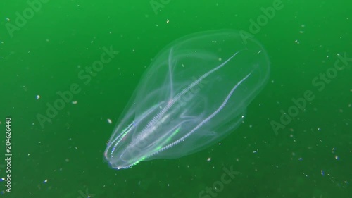 Warty comb jelly or American comb jelly (Mnemiopsis leidyi): pulsation by rows of colored flagellums, slowly moving away from the camera. photo