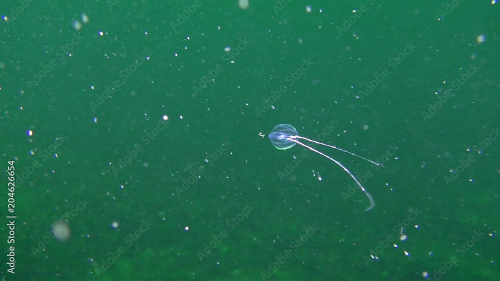 Comb jelly Sea gooseberry (Pleurobrachia pileus) expands the trapping
