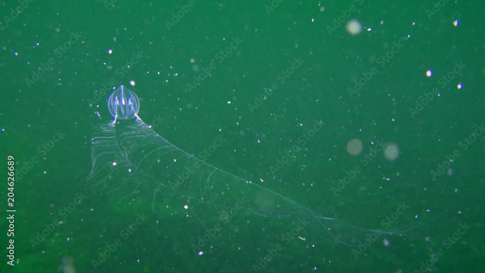 Ctenophora Sea gooseberry (Pleurobrachia pileus) slowly approaches to