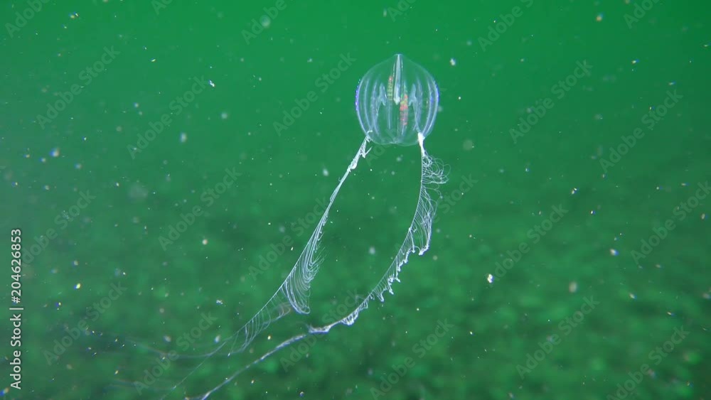 Comb jelly Sea gooseberry (Pleurobrachia pileus) catches plankton with