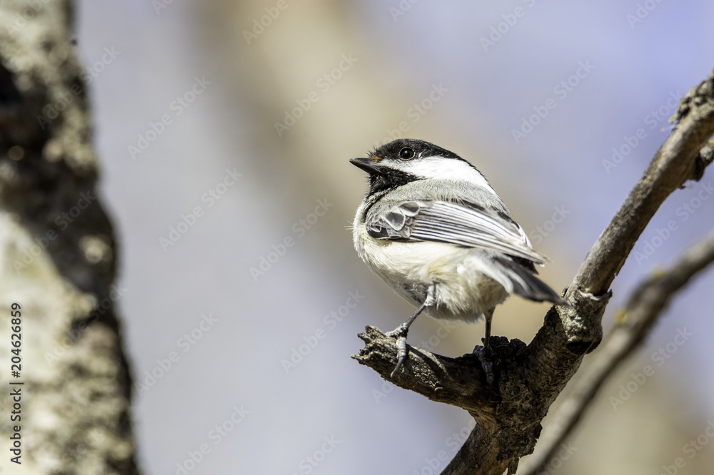 Naklejka premium Chickadee on perch