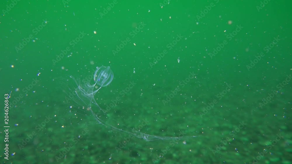 Ctenophora Sea gooseberry (Pleurobrachia pileus) catches plankton with