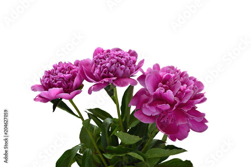 Bouquet of pink peonies isolated on white background.