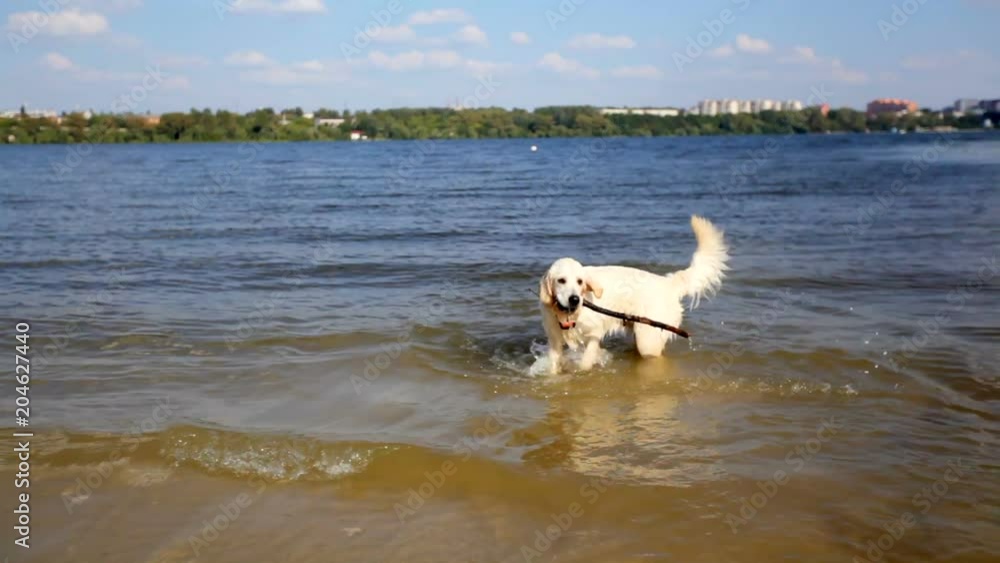 Labrador retriever in river on a summer day Labrador retriever in river on a summer day