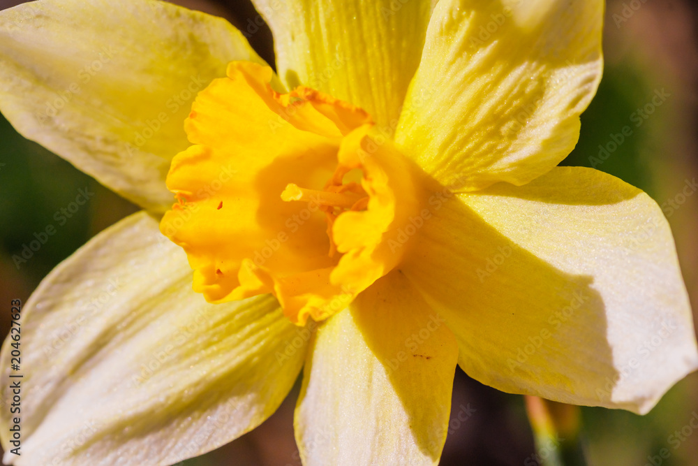 Yellow Narcissus flower. Narcissus daffodil flowers, green leaves background. Yellow Narcissus flower. Narcissus daffodil flowers, green leaves background.