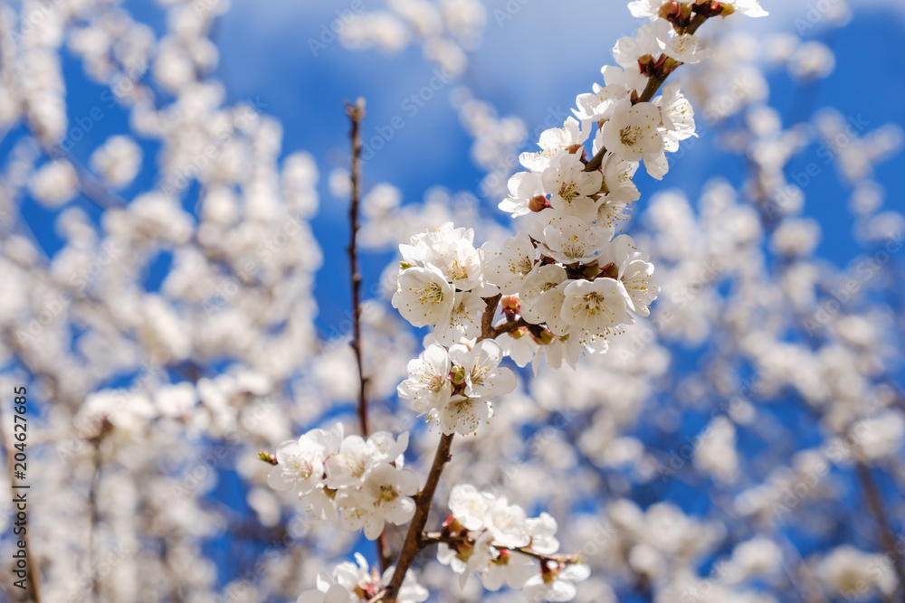 Blooming flowers apricot branch in spring garden Blooming flowers apricot branch in spring garden