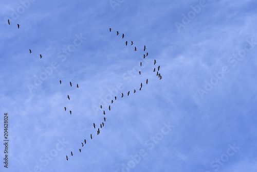 A flock of the migratory birds is in a blue sky. A wedge of the wild geese is in a clouds. It is the concept of a freedom, a altitude, a camaraderie and a cohesion, a overcoming distance and obstacles