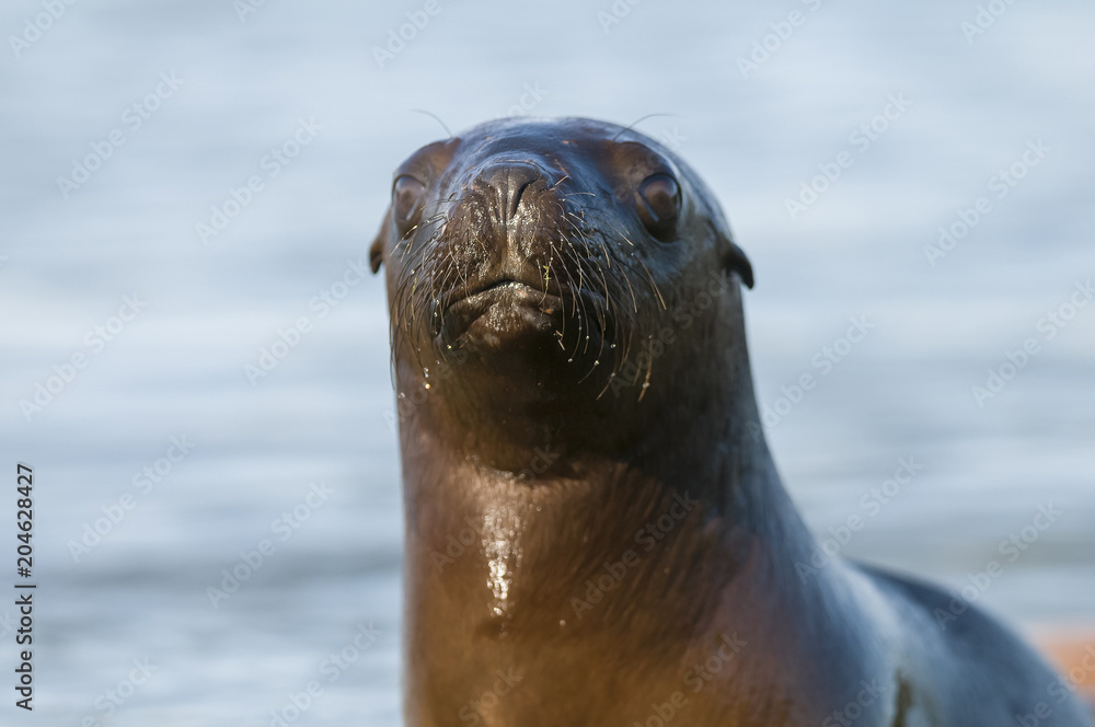 Obraz premium Sea Lion Baby, Patagonia Argentina