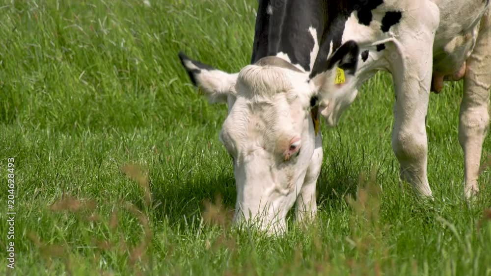 Black and White Cows grazing in meadow grassland in the Netherlands, 4K 50fps Black and White Cows grazing in meadow grassland in the Netherlands, 4K 50fps
