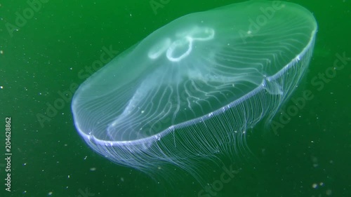 Common jellyfish (Aurelia aurita) on a greenish background of the water column. photo