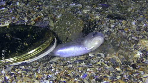 Garbage in the sea: Roche's fish snake blenny (Ophidion rochei) tries to hide under the tin lid from canned food. photo