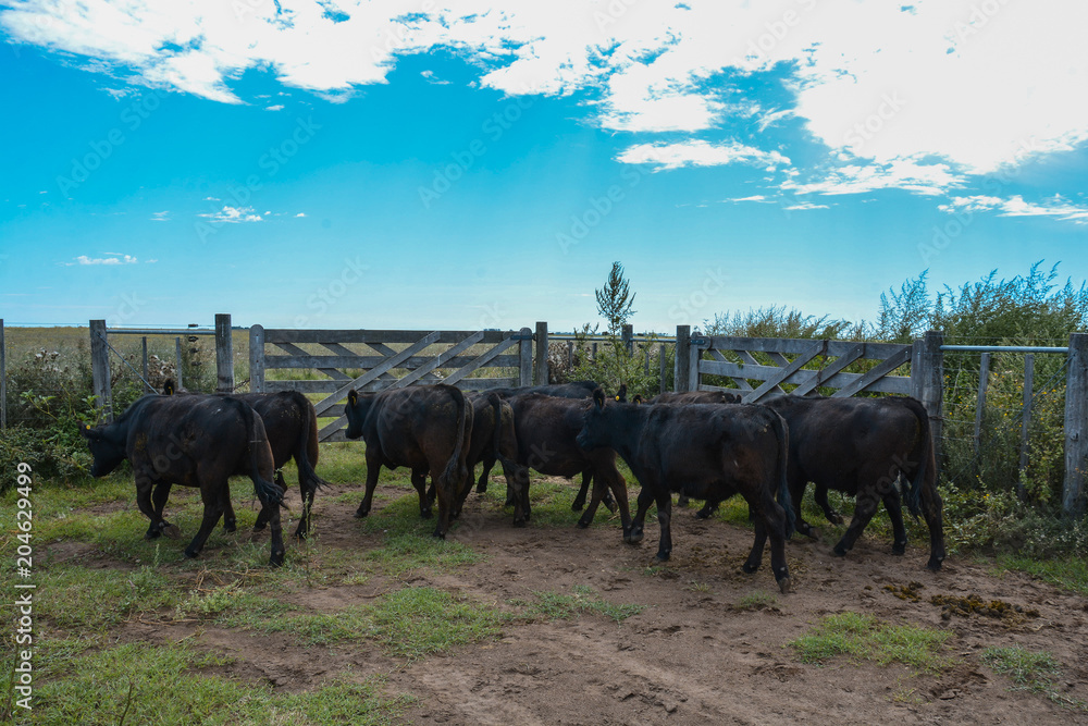 Steers fed on pasture, La Pampa, Argentina Steers fed on pasture, La Pampa, Argentina
