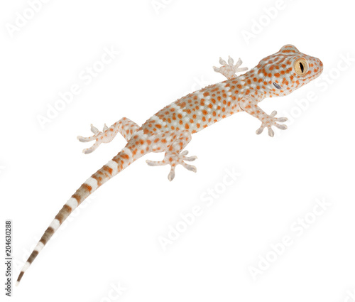 Gecko detail on white background