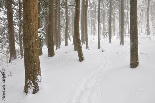 豪雪の山地を歩く © Green Cap 55