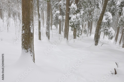 豪雪の山地を歩く © Green Cap 55