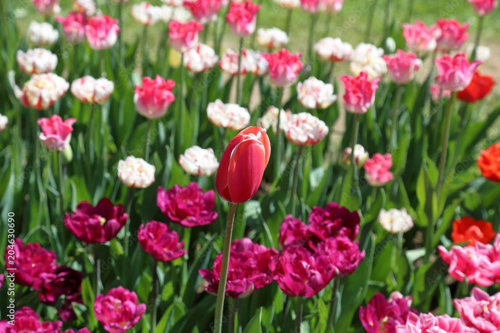 Colorful bright tulip blossom in early spring
Colorful bright tulip blossom in early spring