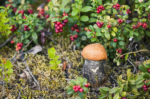 Orange-cap Boletus And Foxberry photo